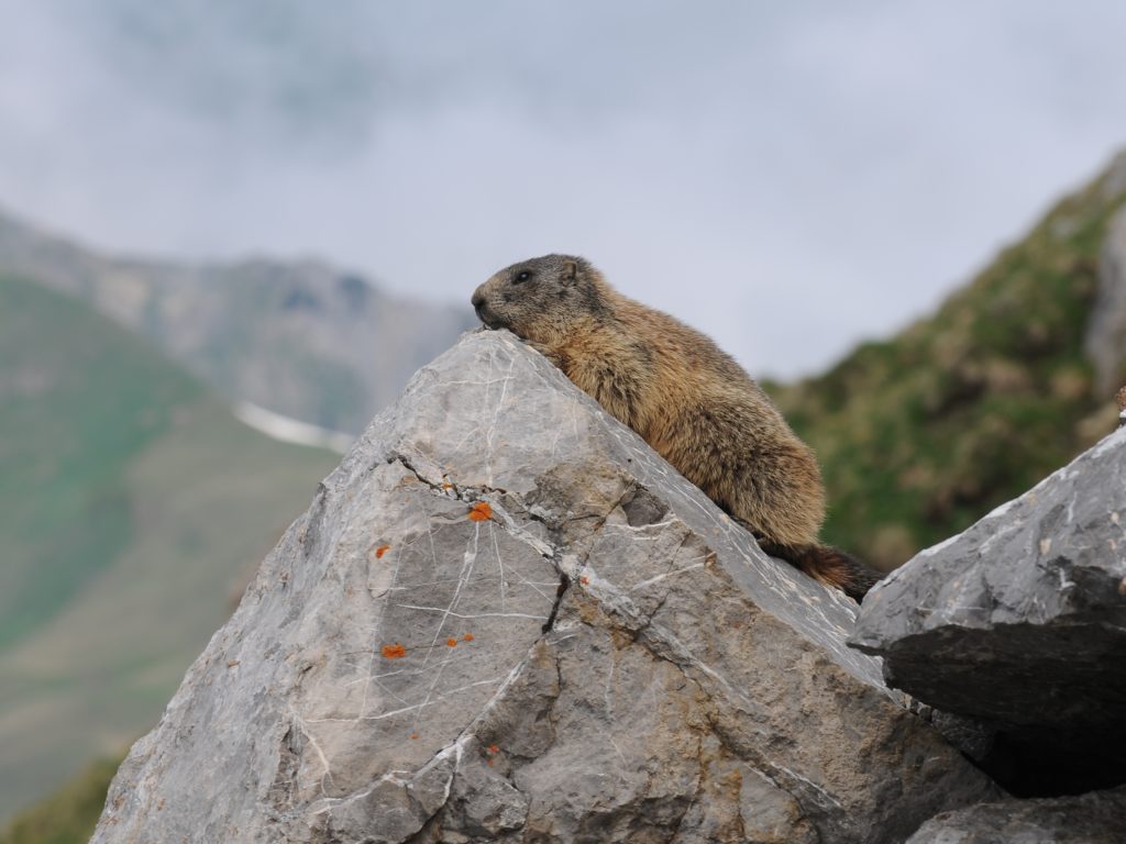 Marmotte, Marmota