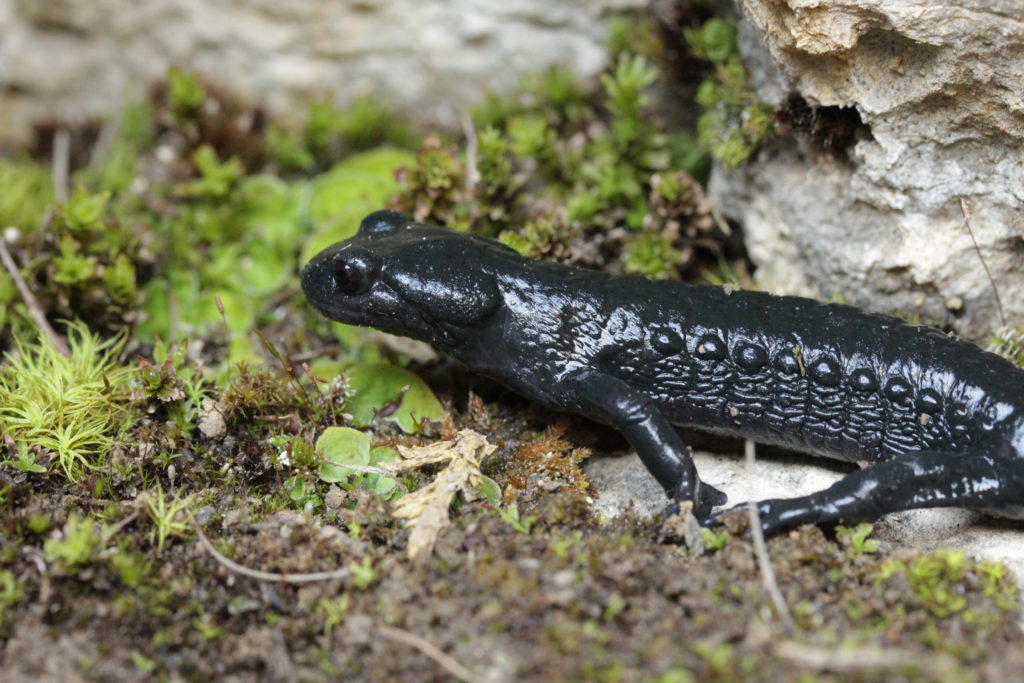 Salamandre noire, Salamandra atra