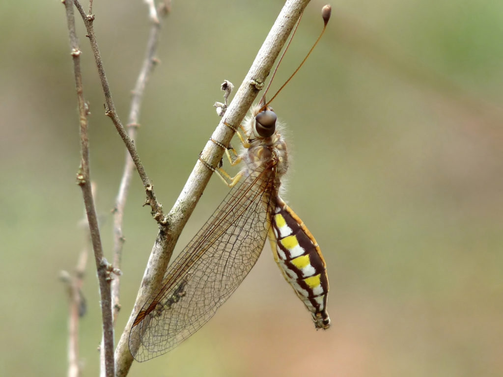Ascalaphidae