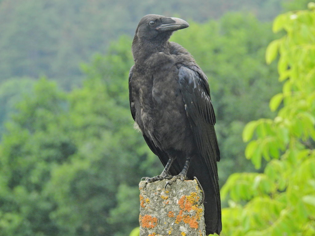 Grand Corbeau, Corvus Corax