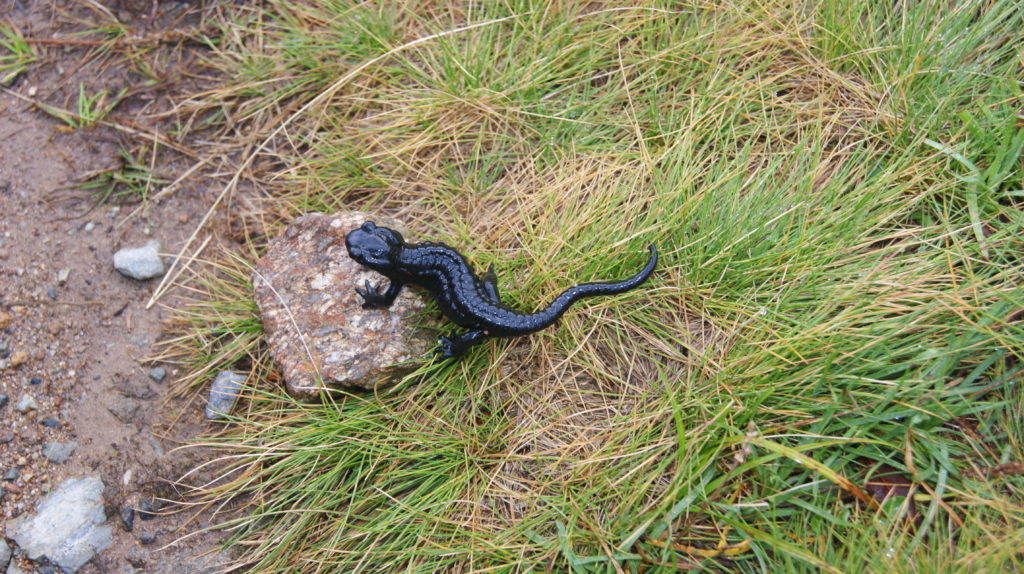 Salamandre de Lanza, Salamandra Lanzai