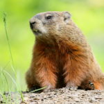 Marmotte, Marmota