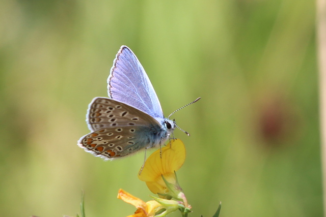 Papillons : Azuré commun Argus bleu ou Azuré de la bugrane(Polyommatus icarus)